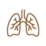 Supports Respiratory Health