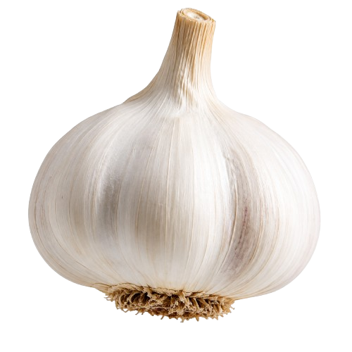 White Garlic